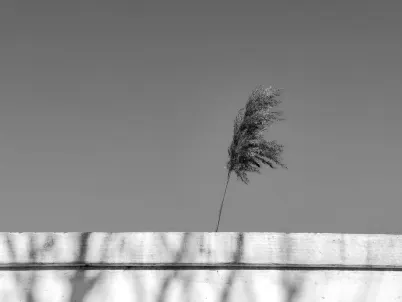 Casino Classy Slots Mobilapp